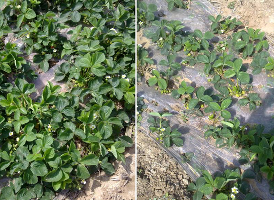 有機(jī)肥施肥對比